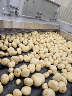 Modernisation patate