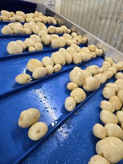 Modernisation patate